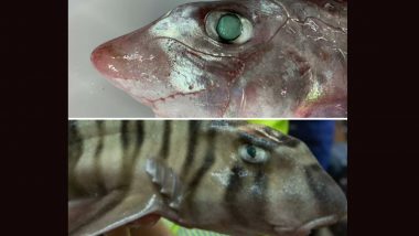 Stripey Horn Shark and Ghost Shark Discovered in Ocean Depths; View Images of the Rare and Mysterious Sea Creatures